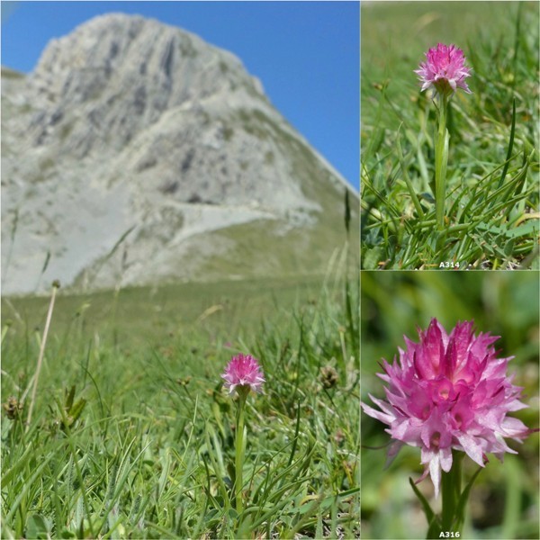 Pseudorchis albida var.tricuspis e Nigritella widderi - Gran Sasso luglio 2017